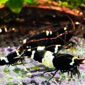 TAIWAN BEE PANDA BLACK - 1.0 CM